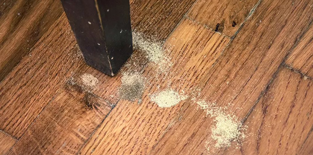 Dấu hiệu nhận biết gỗ tự nhiên bị mối mọt