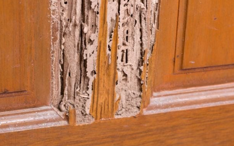 Nguyên nhân gỗ tự nhiên bị mối mọt